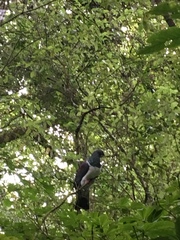 Hemiphaga novaeseelandiae