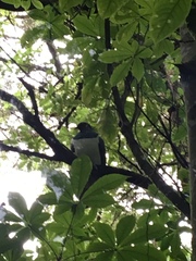 Hemiphaga novaeseelandiae