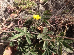 Potentilla ranunculoides