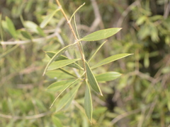 Aspidosperma quebracho-blanco