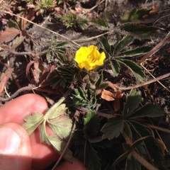 Potentilla ranunculoides