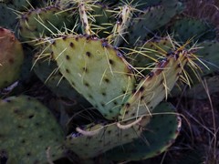 Opuntia chisosensis