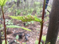 Macrodiplosis castaneae