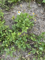 Bidens alba