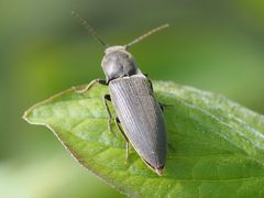 Agriotes pilosellus