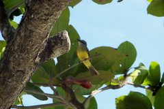 Tyrannus melancholicus