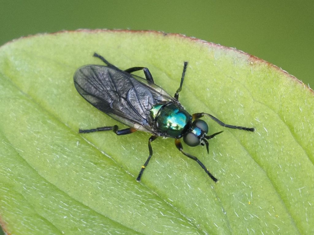 Actina chalybea
