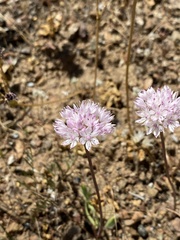 Allium amplectens