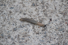 Arion fasciatus