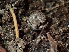 Myosides seriehispidus