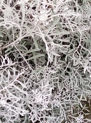 Senecio leucostachys