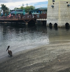 Pelecanus occidentalis