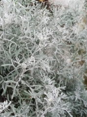 Senecio leucostachys