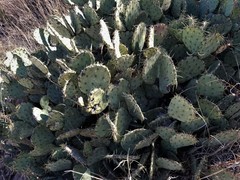 Opuntia chisosensis