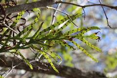 Polypodium ensiforme