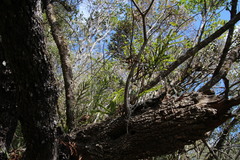 Polypodium ensiforme