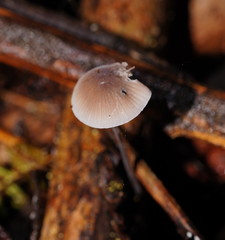 Mycena austrofilopes