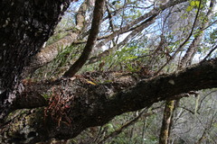 Polypodium ensiforme