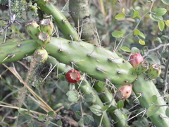 Opuntia anacantha