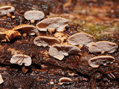 Panellus luxfilamentus