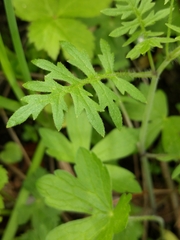 Ellisia nyctelea