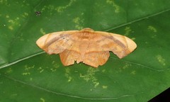 Fascellina viridicosta