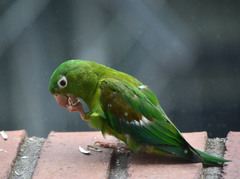 Brotogeris jugularis