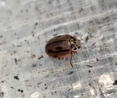 Mulsantina hudsonica