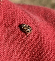 Mulsantina hudsonica