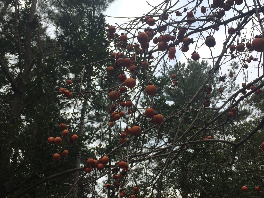 Diospyros kaki, 대한민국 제주도 제주시 조천읍 선흘리, 제주시, 제주도, KR