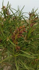 Acanthostyles buniifolius