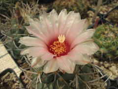 Coryphantha poselgeriana