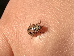 Mulsantina hudsonica