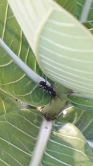 Ectatomminae