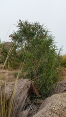 Acanthostyles buniifolius