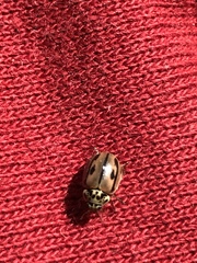 Mulsantina hudsonica