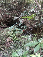 Gardneria multiflora