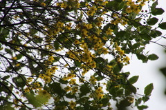 Ochna arborea