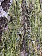 Hypnum cupressiforme filiforme