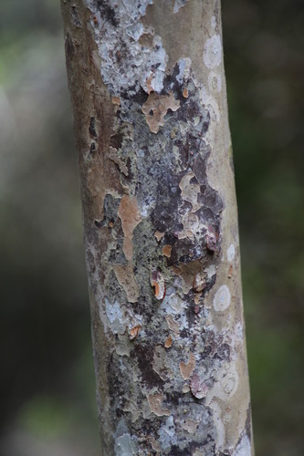 Image of Ochna arborea by (c) Tony Rebelo, some rights reserved (CC BY-SA)