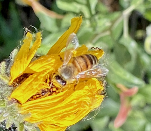 iNaturalist observation photo of Western Honey Bee