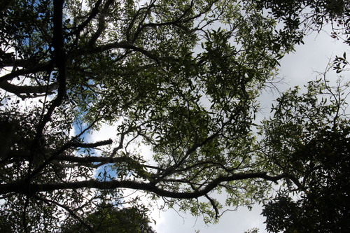 Image of Ochna arborea by (c) Tony Rebelo, some rights reserved (CC BY-SA)
