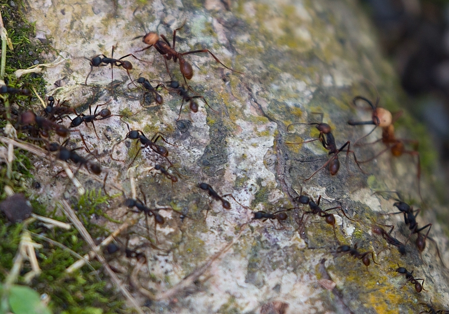 Eciton burchellii burchellii