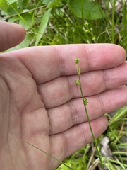 Carex atlantica