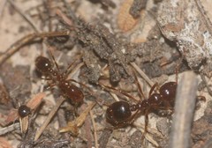 Solenopsis