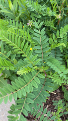 Astragalus canadensis