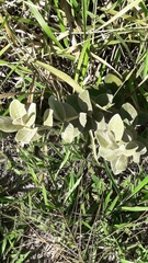 Aspidosperma macrocarpon