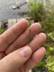 Carex atlantica