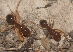 Solenopsis