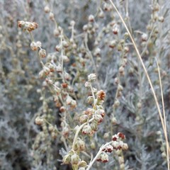 Artemisia mendozana